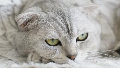 爱游戏电竞-炉石传说 职业赛事策略多样化，炉石传说职业比赛是标准还是狂野