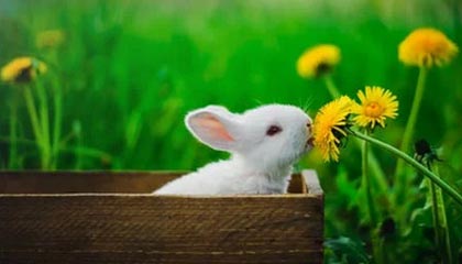 爱游戏电竞-炉石传说 职业赛事策略多样化，炉石传说职业比赛是标准还是狂野