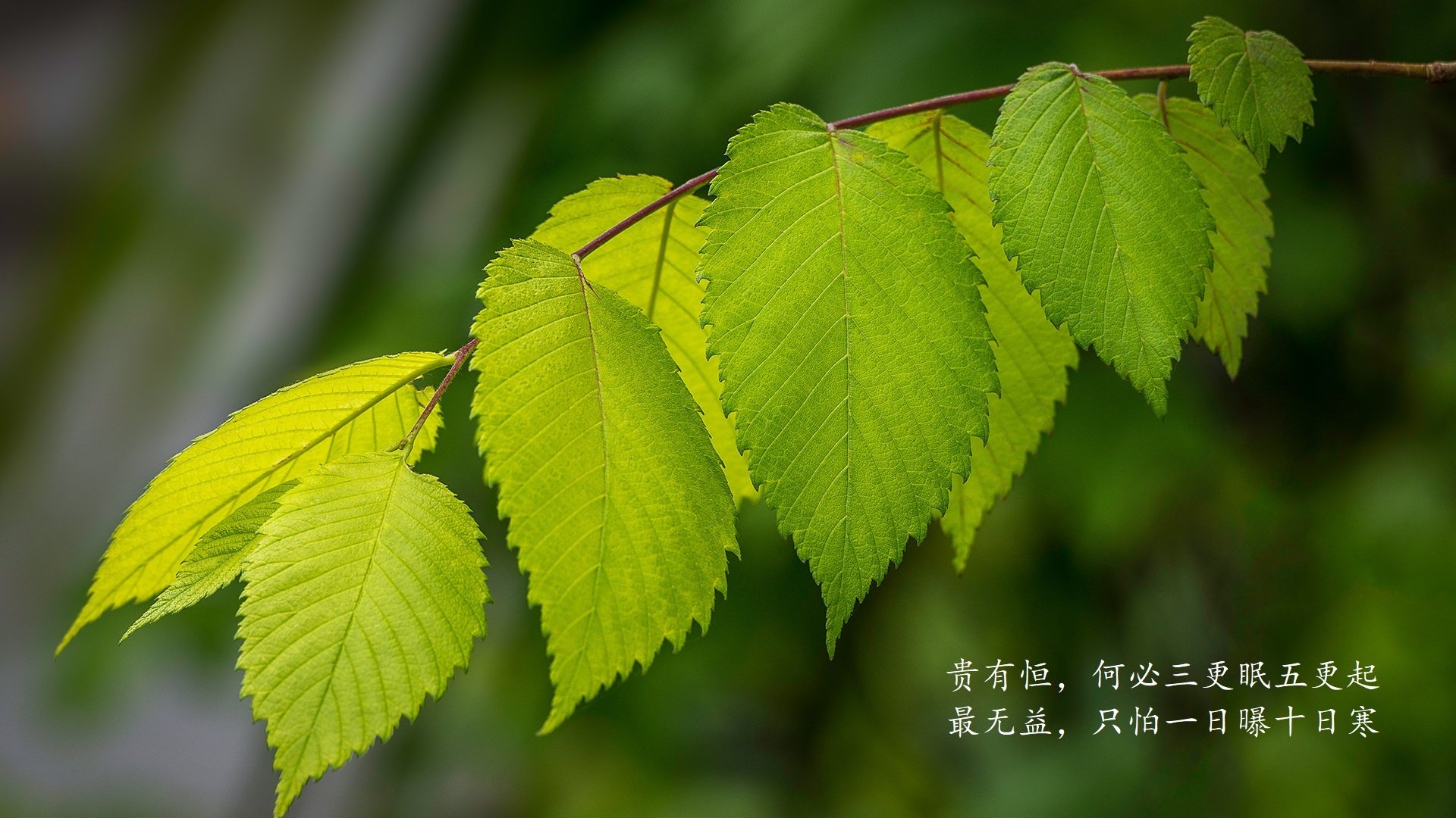 _骑士年轻力量爆发，未来无限光明_，新版骑士